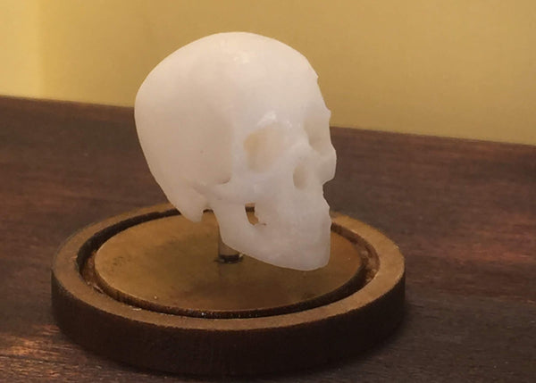 3D Printed Skulls